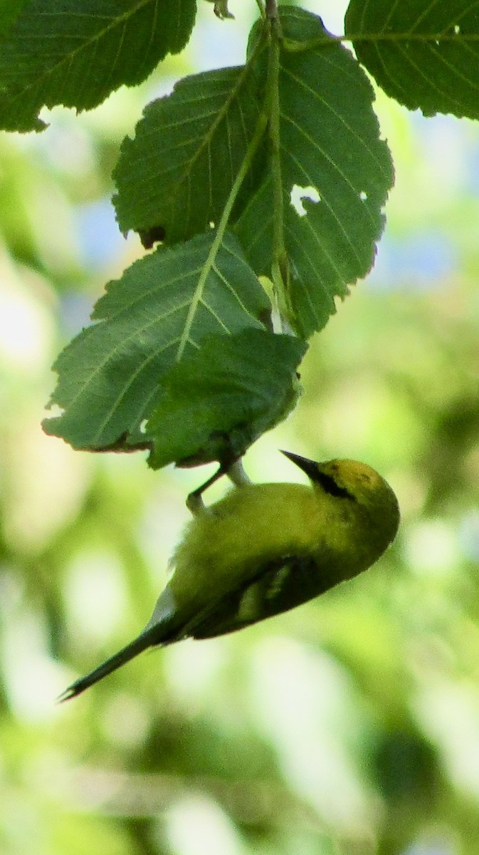 Blue-winged Warbler - ML619780249