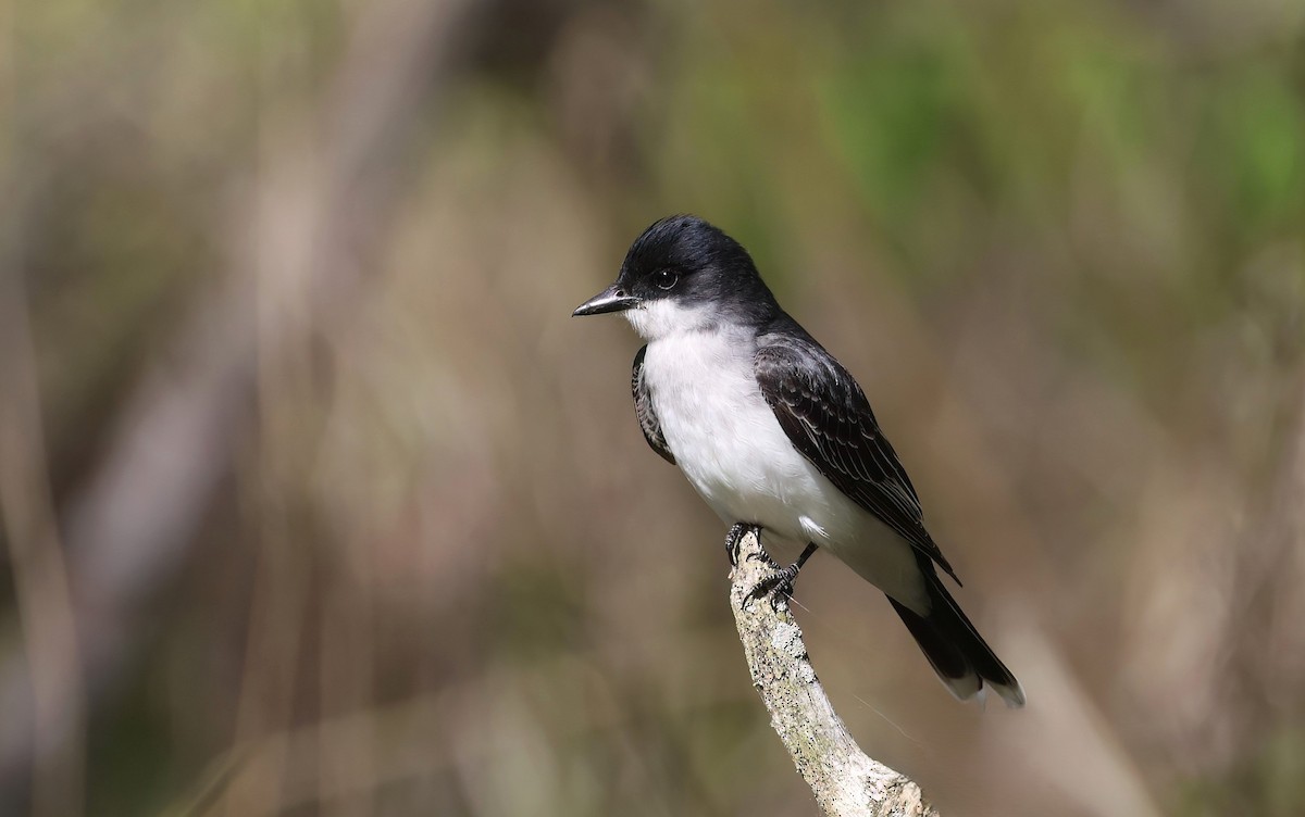 Eastern Kingbird - ML619780264