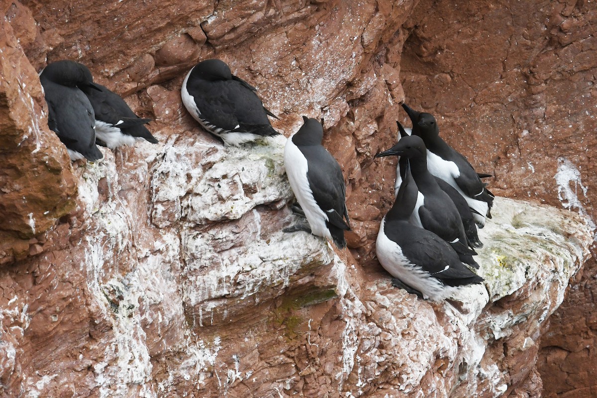 Common Murre - ML619780281