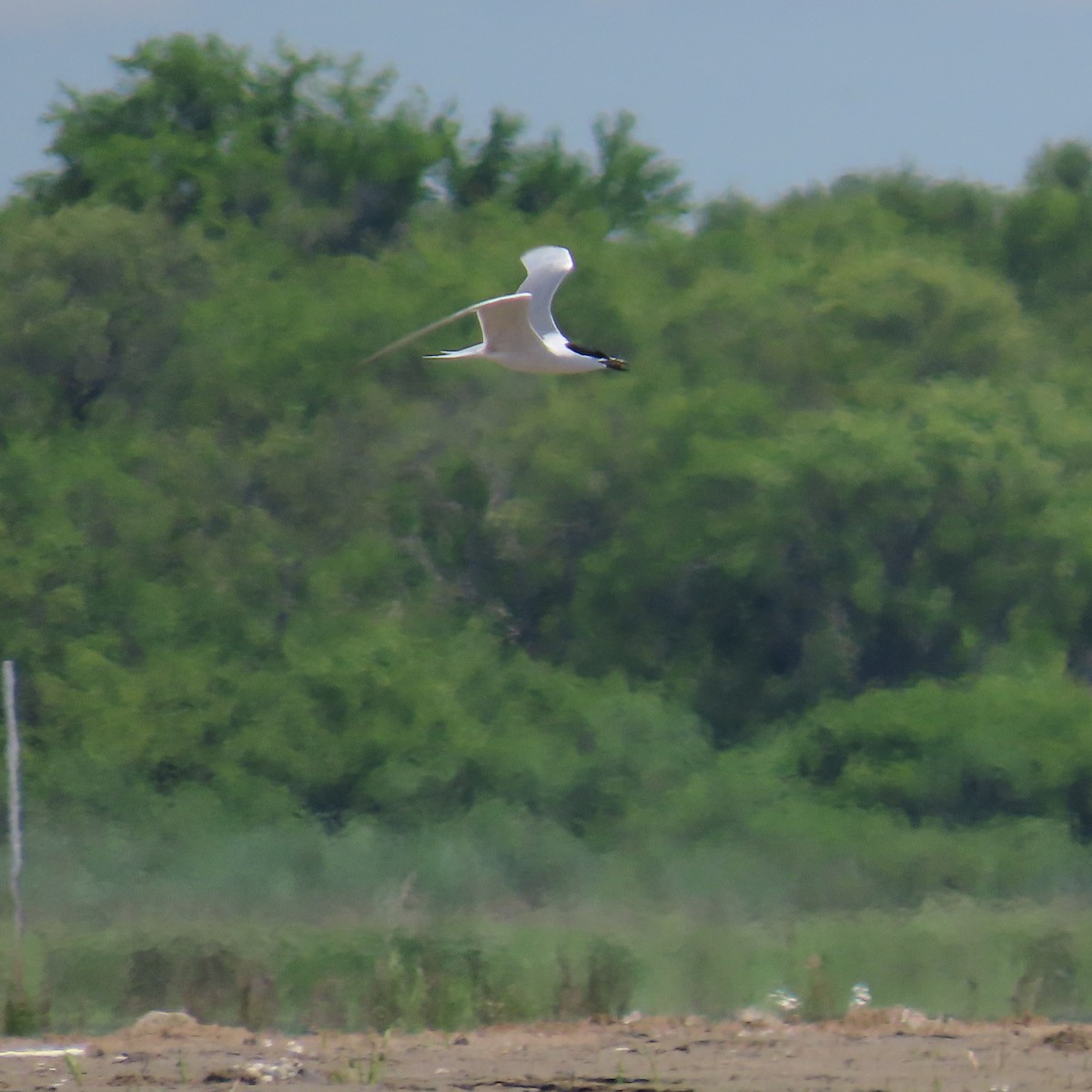 Gull-billed Tern - ML619780287