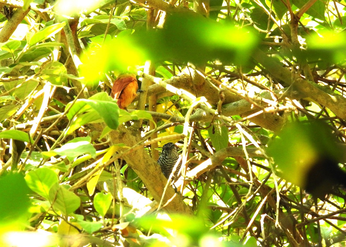 Barred Antshrike - ML619780295