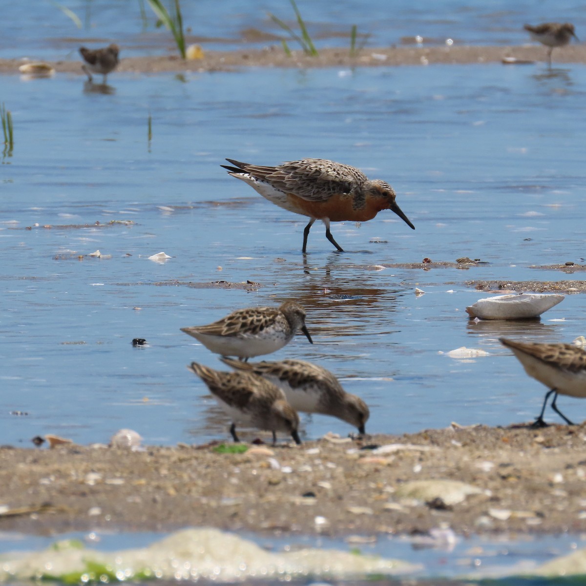 Red Knot - ML619780309