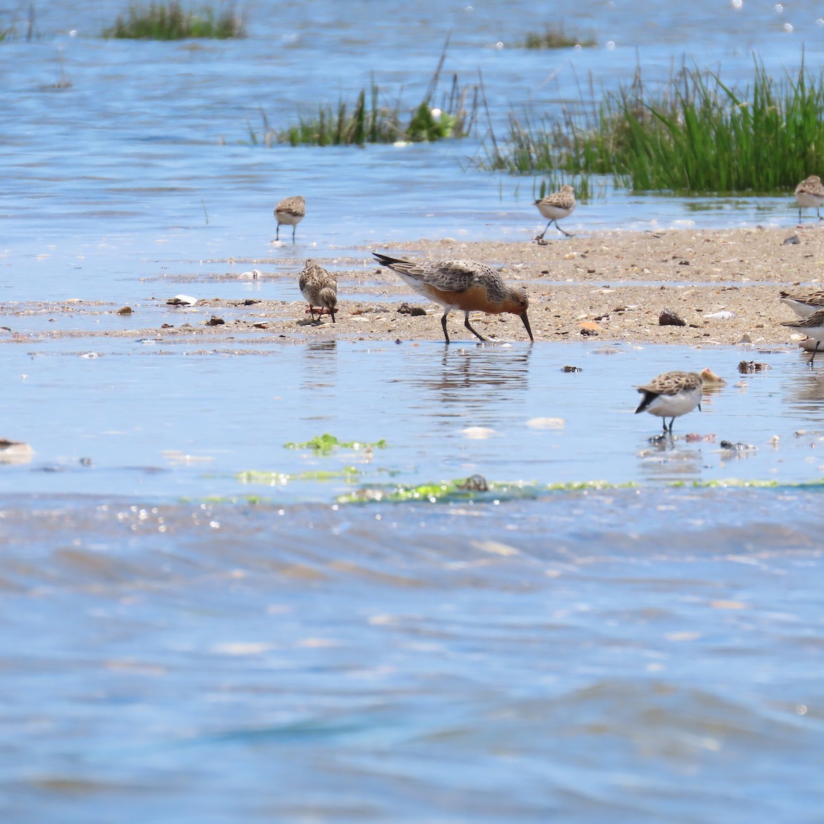 Red Knot - ML619780314