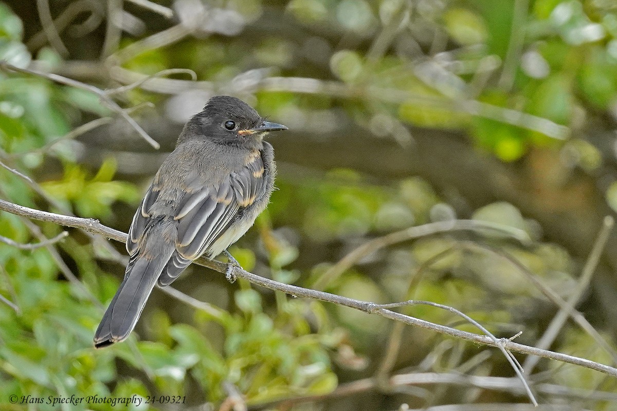 Black Phoebe - ML619780337