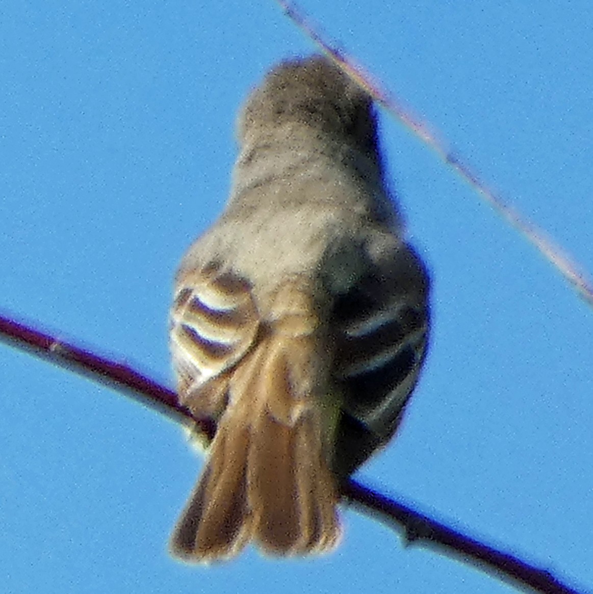 Ash-throated Flycatcher - ML619780390