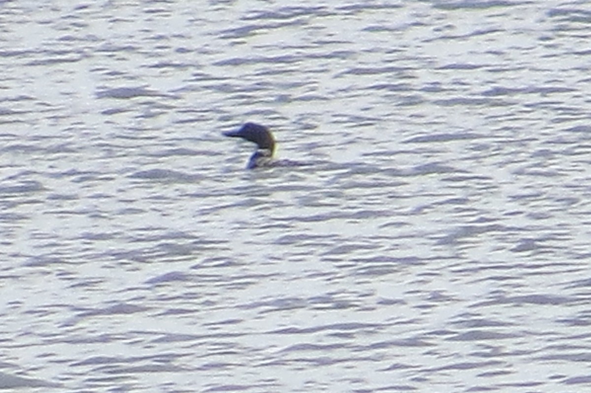 Common Loon - ML619780391