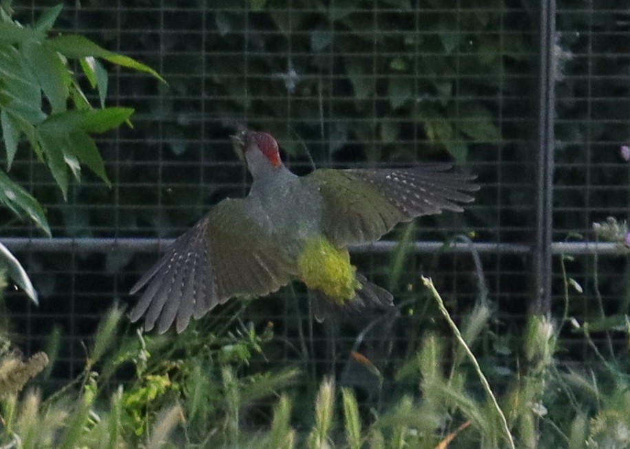 Iberian Green Woodpecker - Edmund Bell