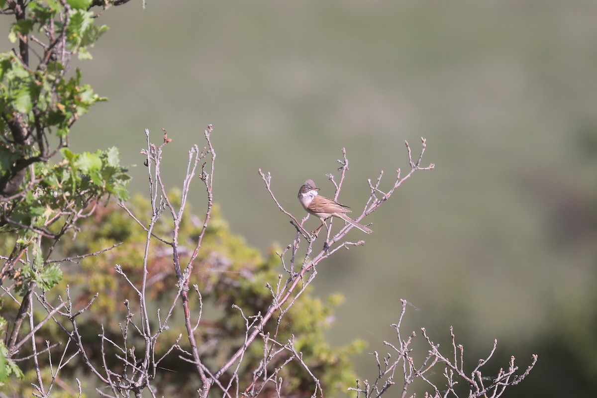 Greater Whitethroat - ML619780417