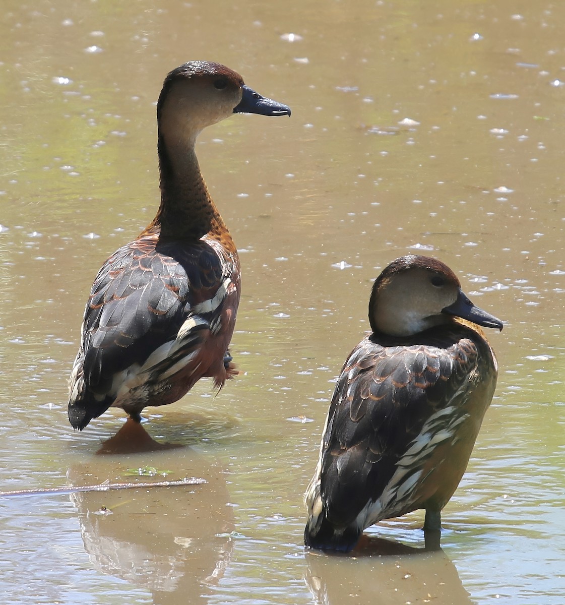 Wandering Whistling-Duck - ML619780425