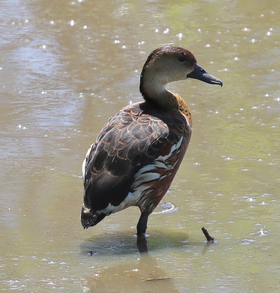 Dendrocygne à lunules - ML619780427