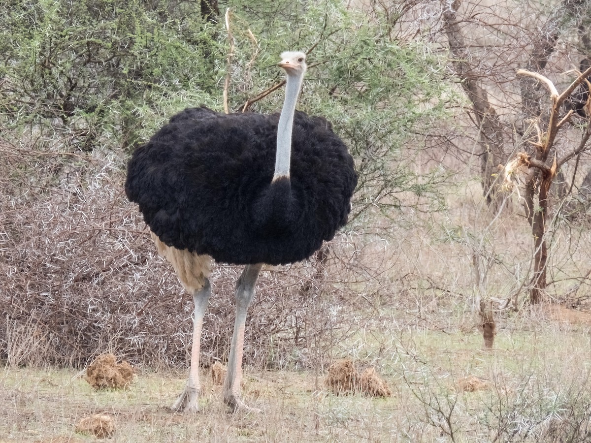 Common Ostrich - ML619780444