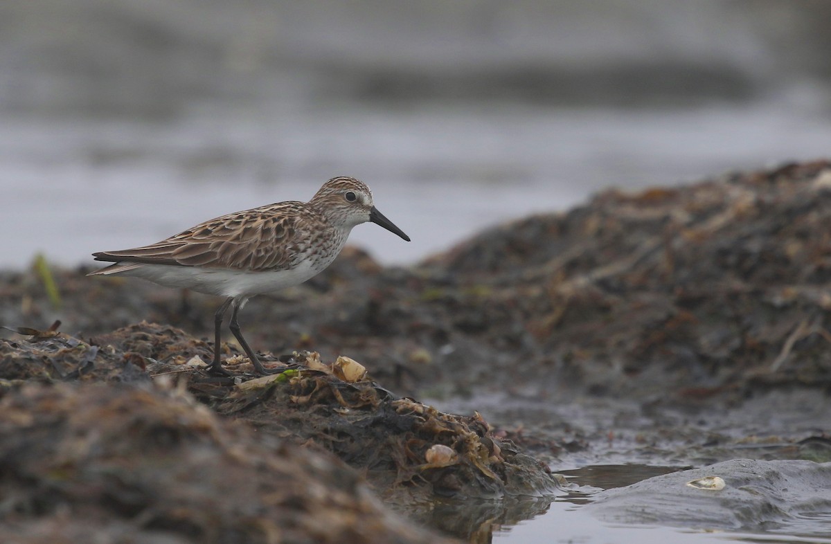 Semipalmated Sandpiper - ML619780456