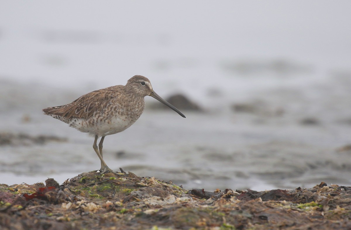 Short-billed Dowitcher (griseus) - ML619780469