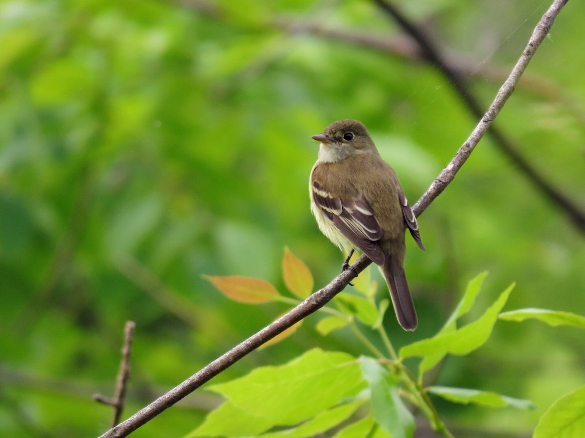 Alder Flycatcher - ML619780480