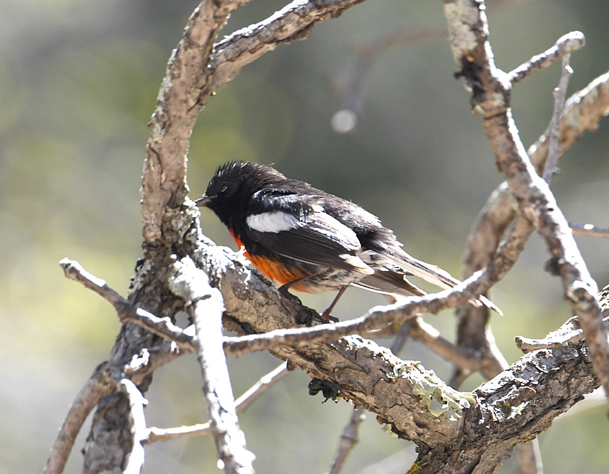 Painted Redstart - ML619780488