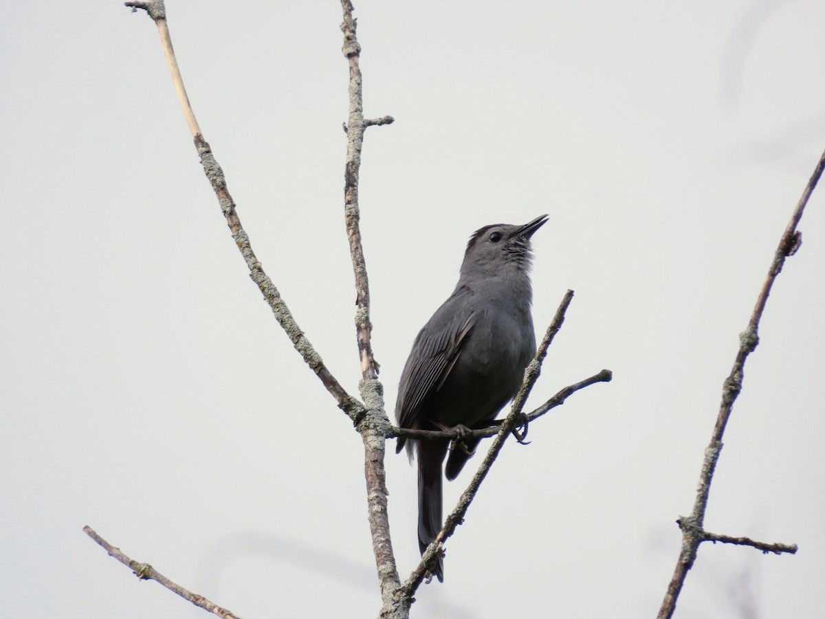 Gray Catbird - ML619780516