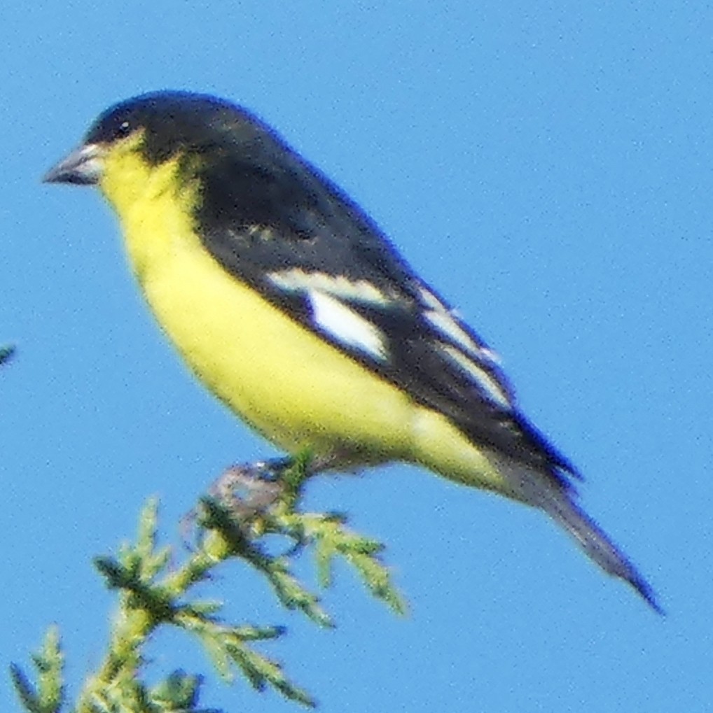 Lesser Goldfinch - ML619780525