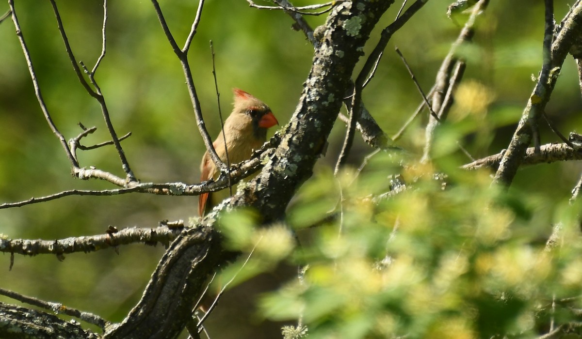 Cardinal rouge - ML619780529