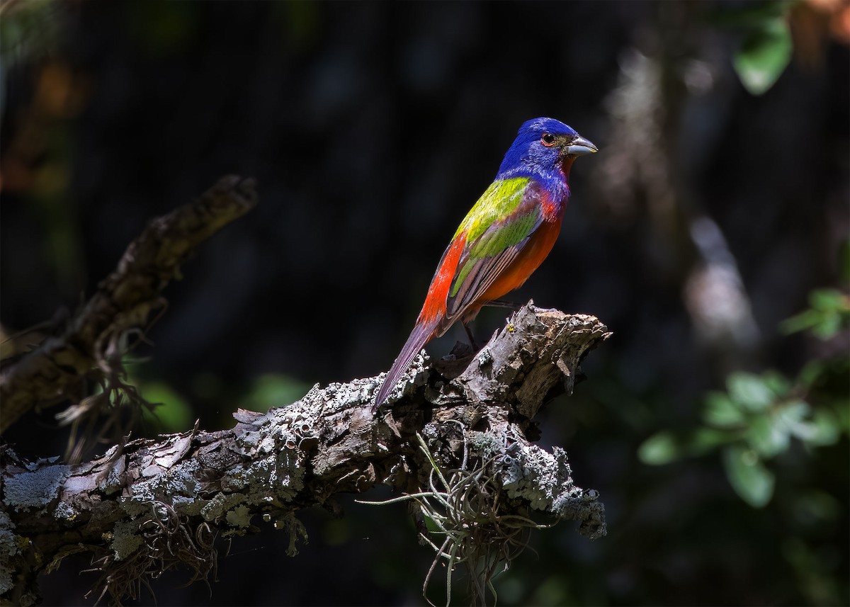 Painted Bunting - ML619780542