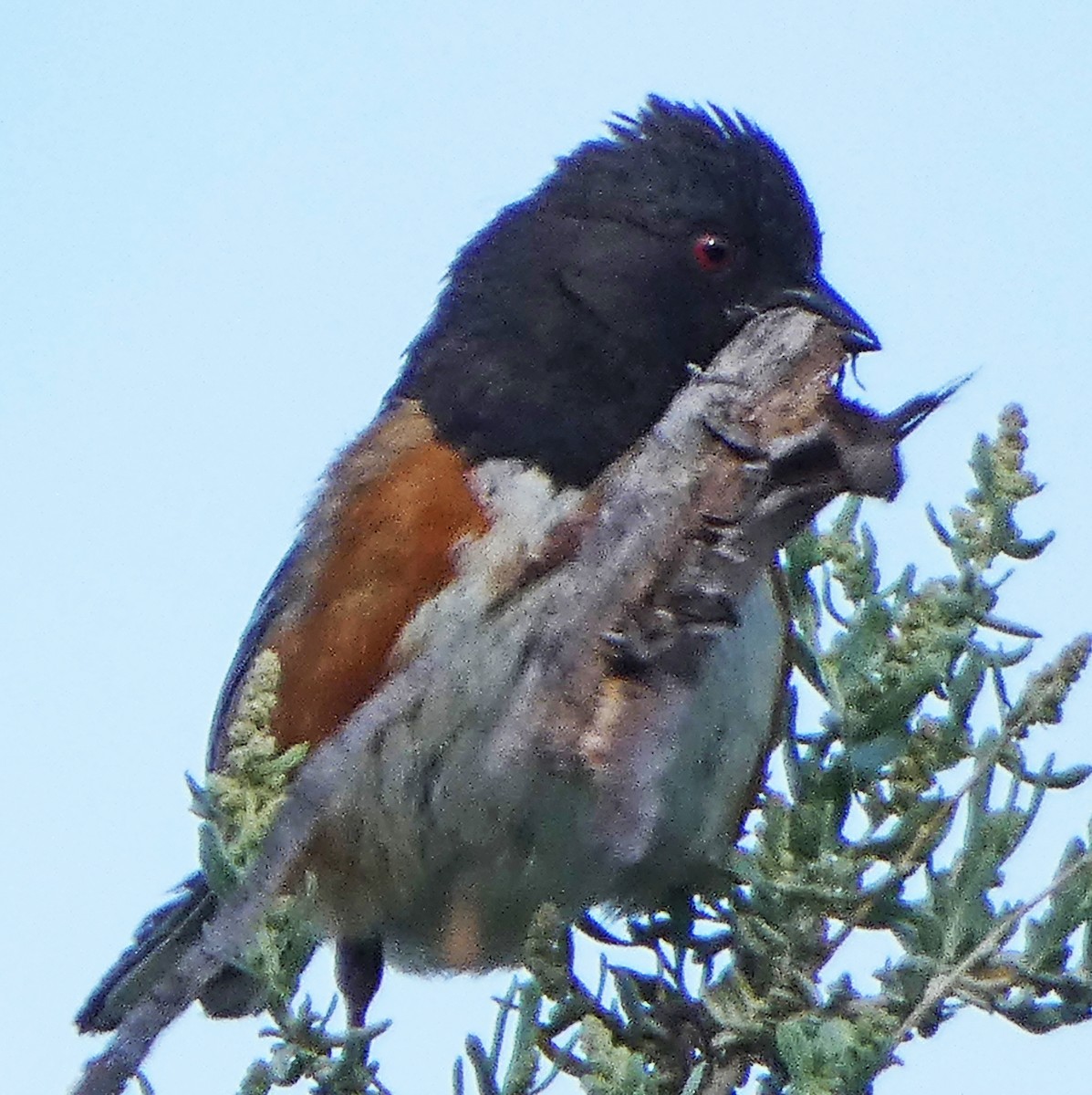 Spotted Towhee - ML619780560