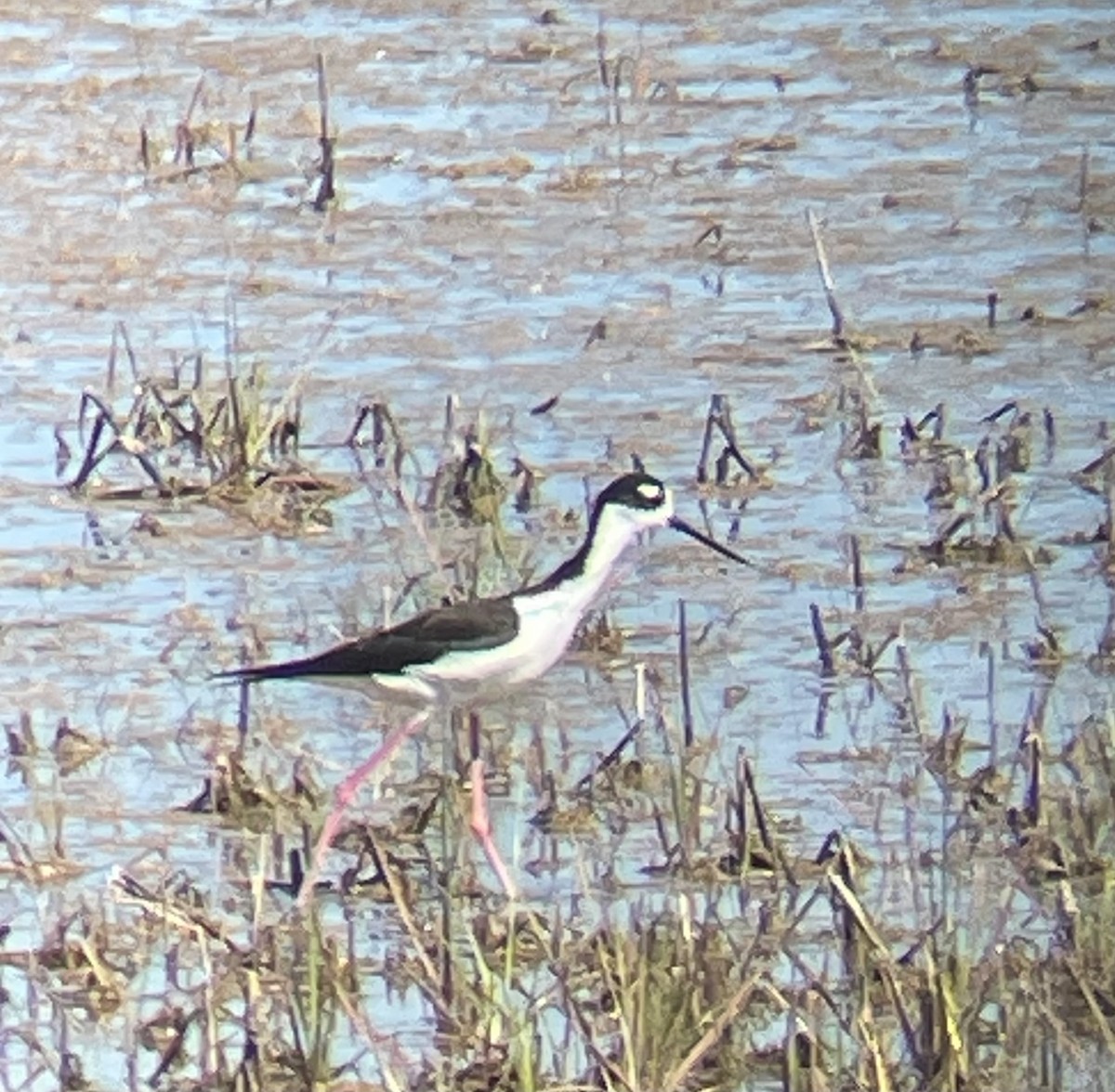 Black-necked Stilt - ML619780568