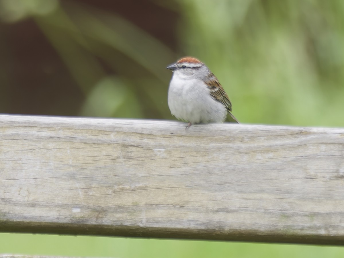 Chipping Sparrow - ML619780570