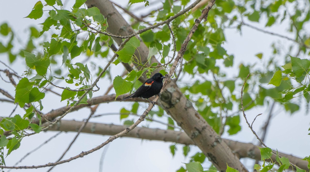 Red-winged Blackbird - ML619780577