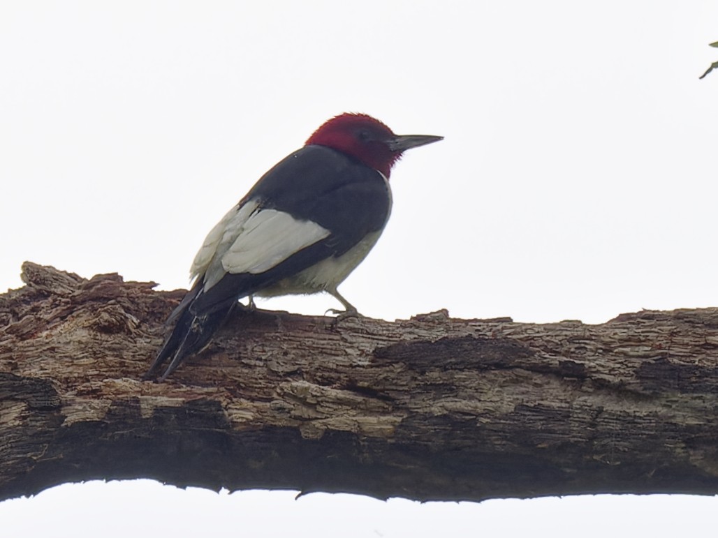 Red-headed Woodpecker - ML619780578