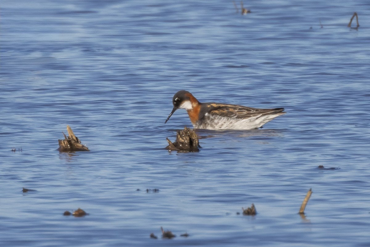Red-necked Phalarope - Tommy Childers