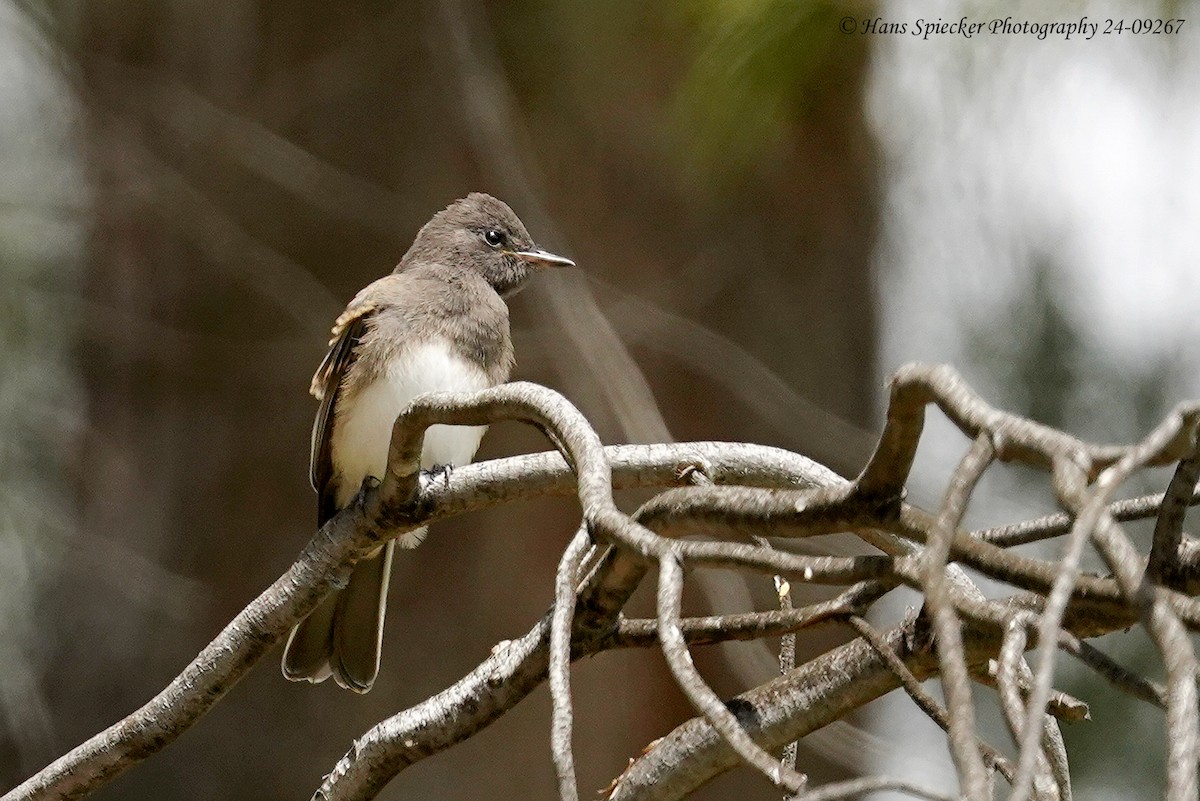 Black Phoebe - ML619780611