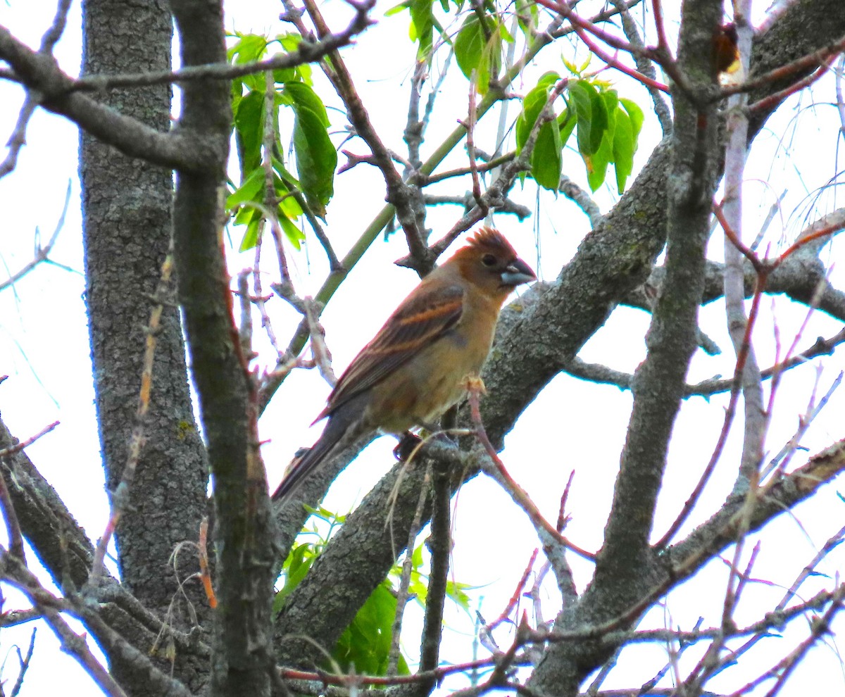 Blue Grosbeak - ML619780620