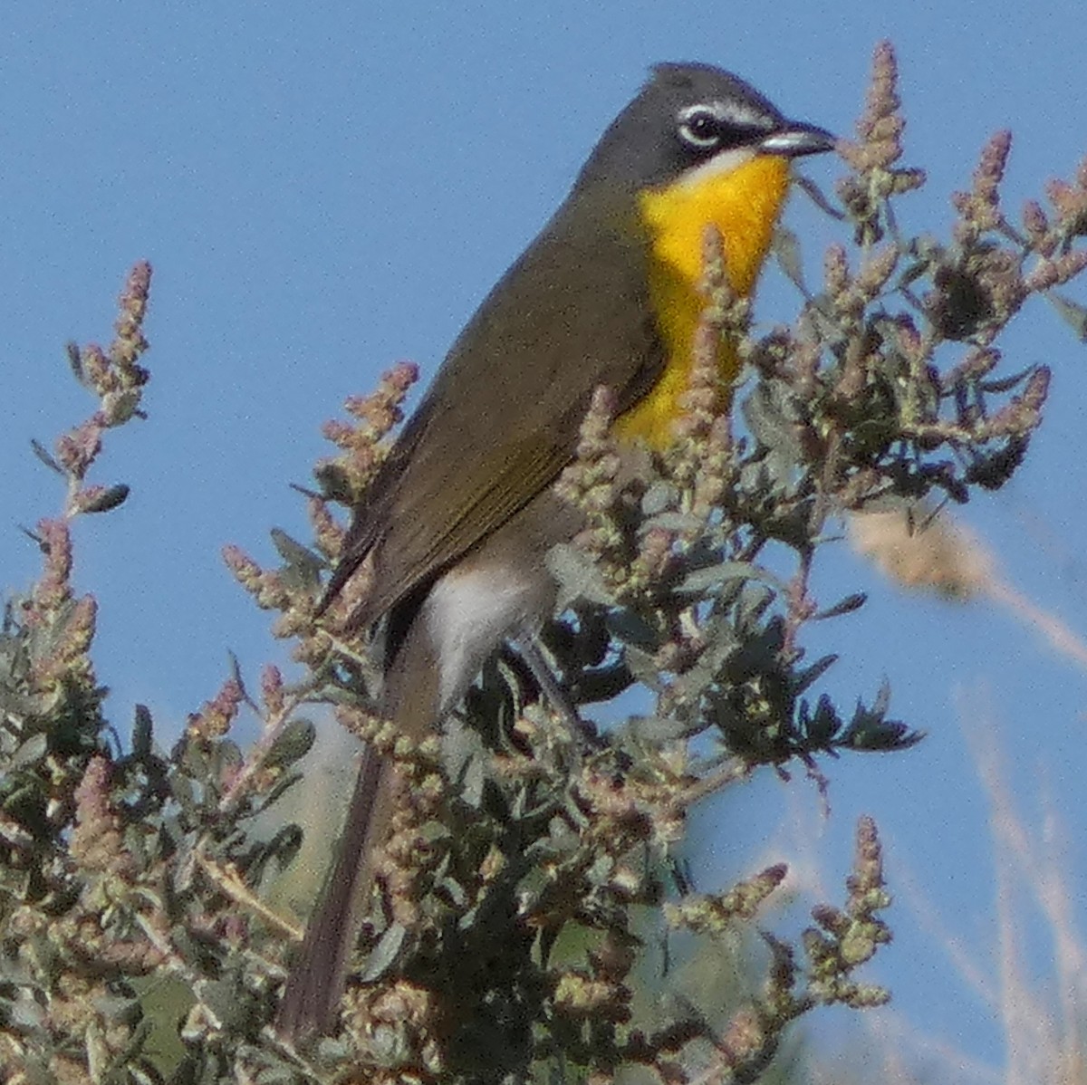 Yellow-breasted Chat - ML619780630