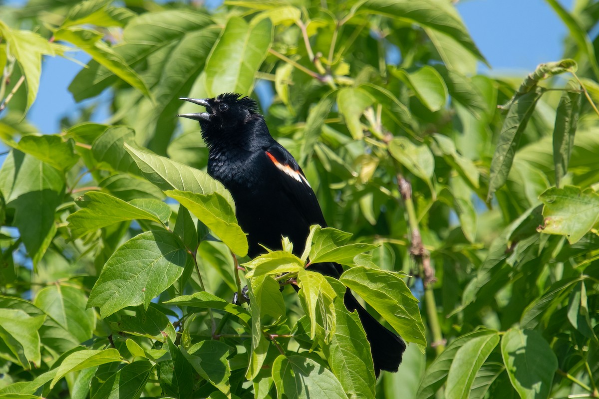 Red-winged Blackbird - ML619780648