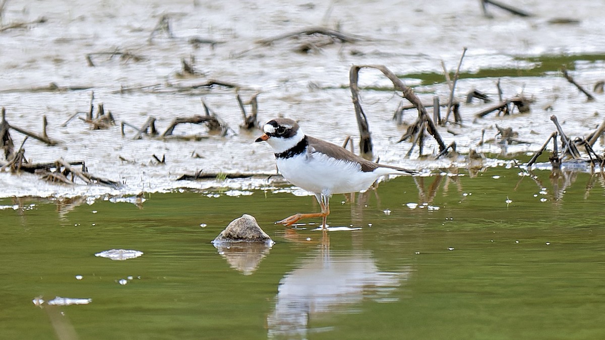 Semipalmated Plover - ML619780668