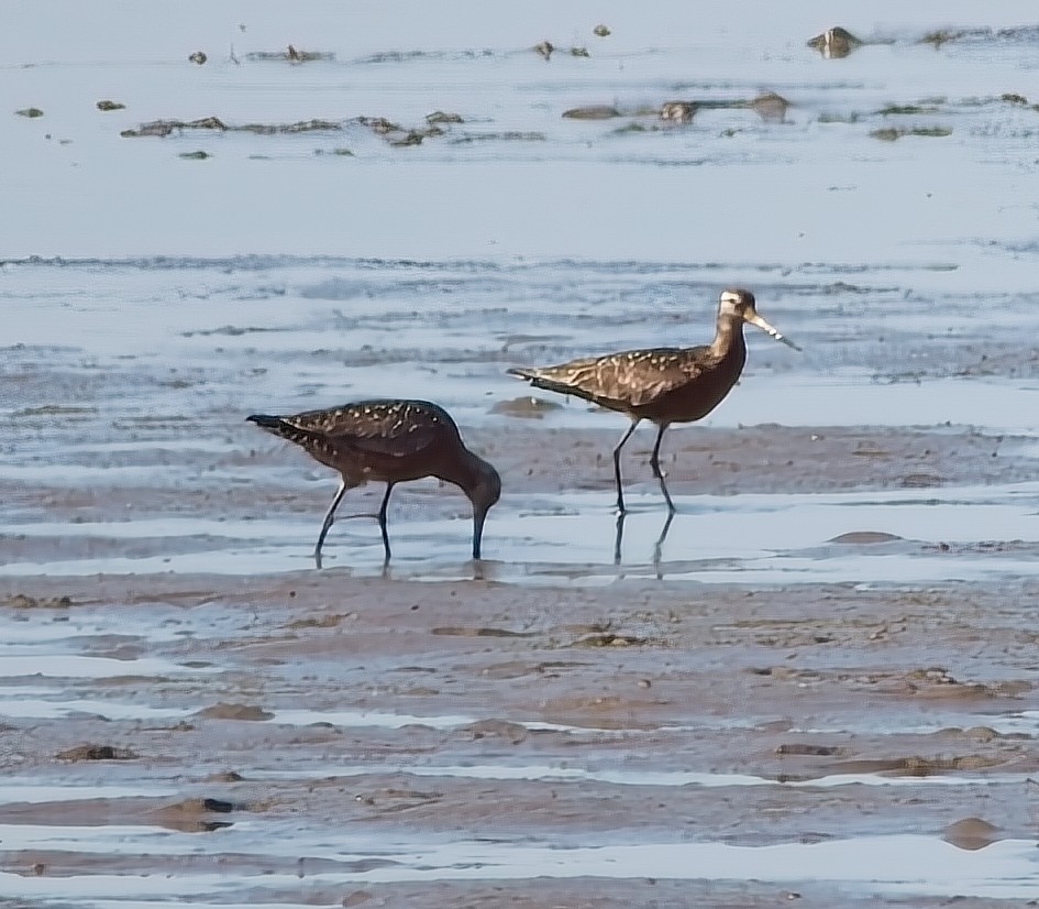 Hudsonian Godwit - ML619780670