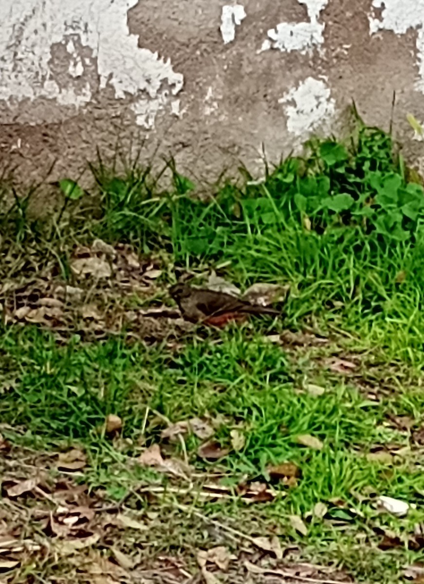 Rufous-bellied Thrush - ML619780696