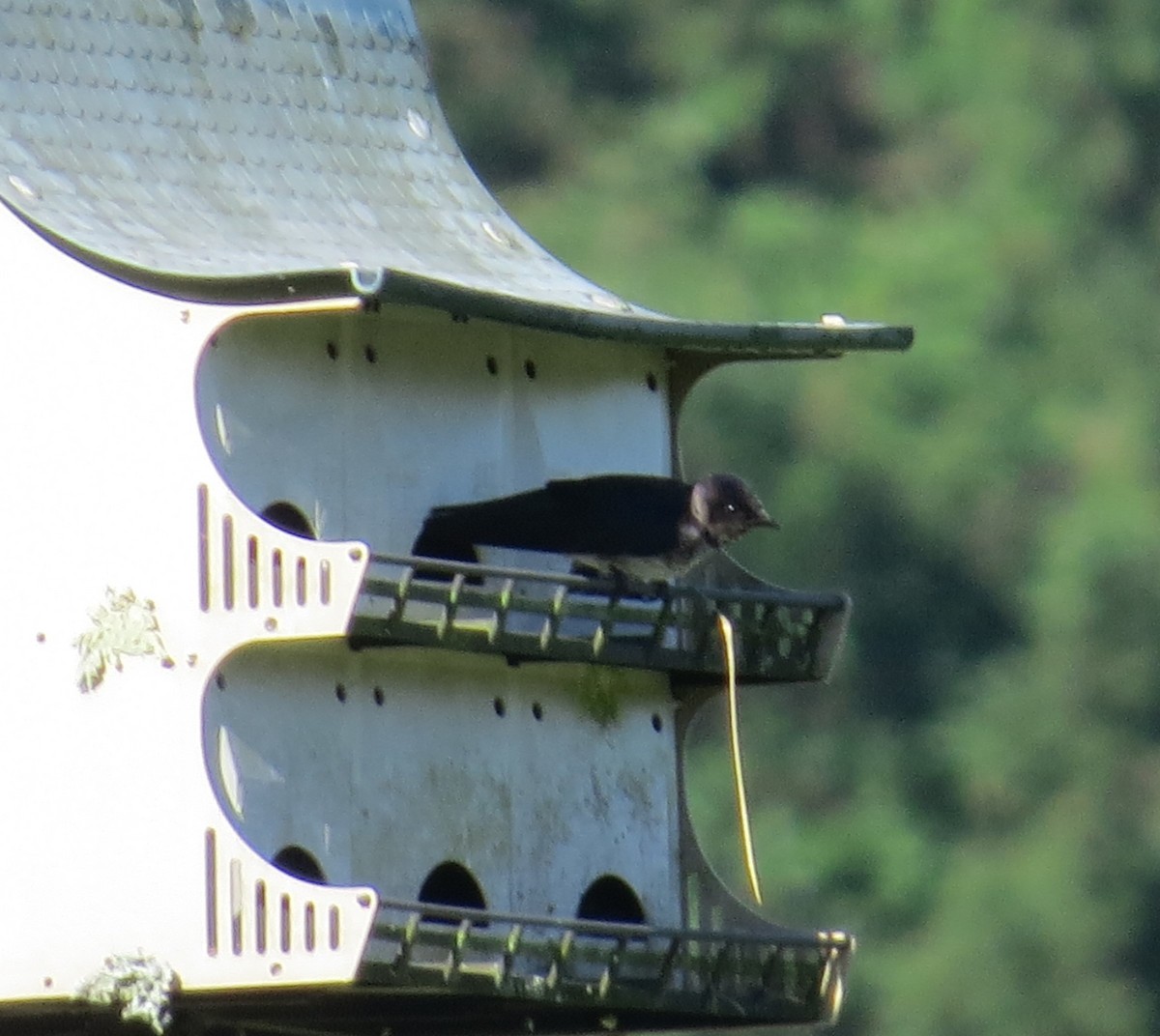 ムラサキツバメ - ML619780703