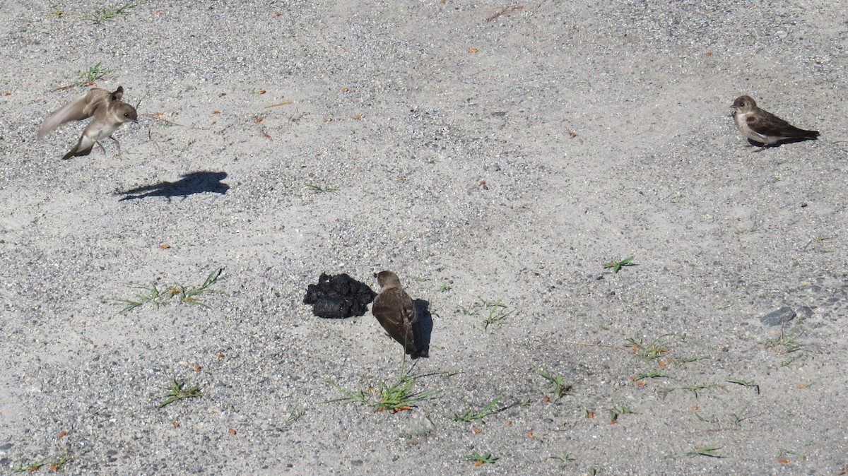 Northern Rough-winged Swallow - ML619780726