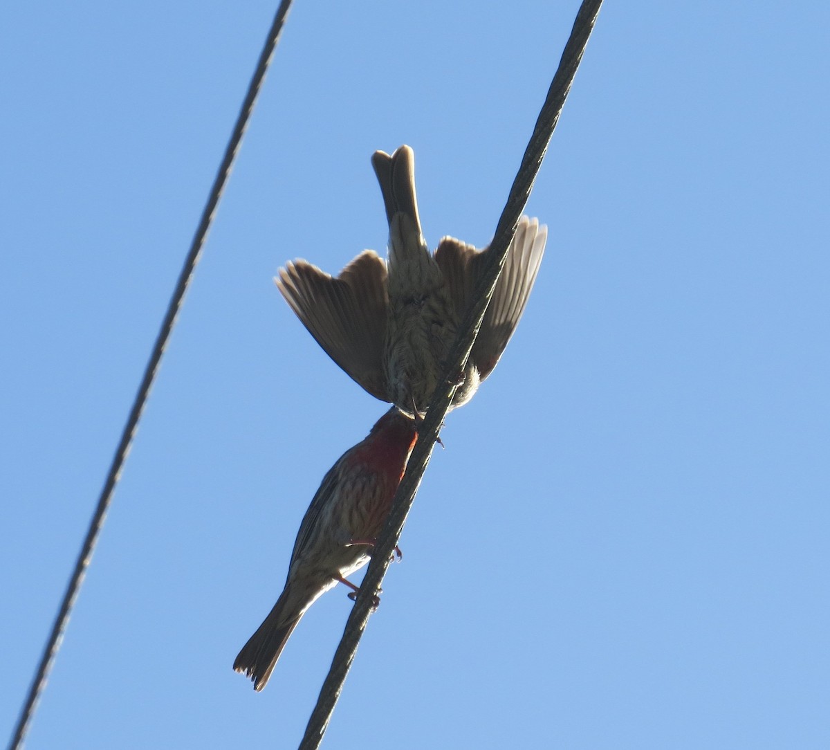 House Finch - ML619780747