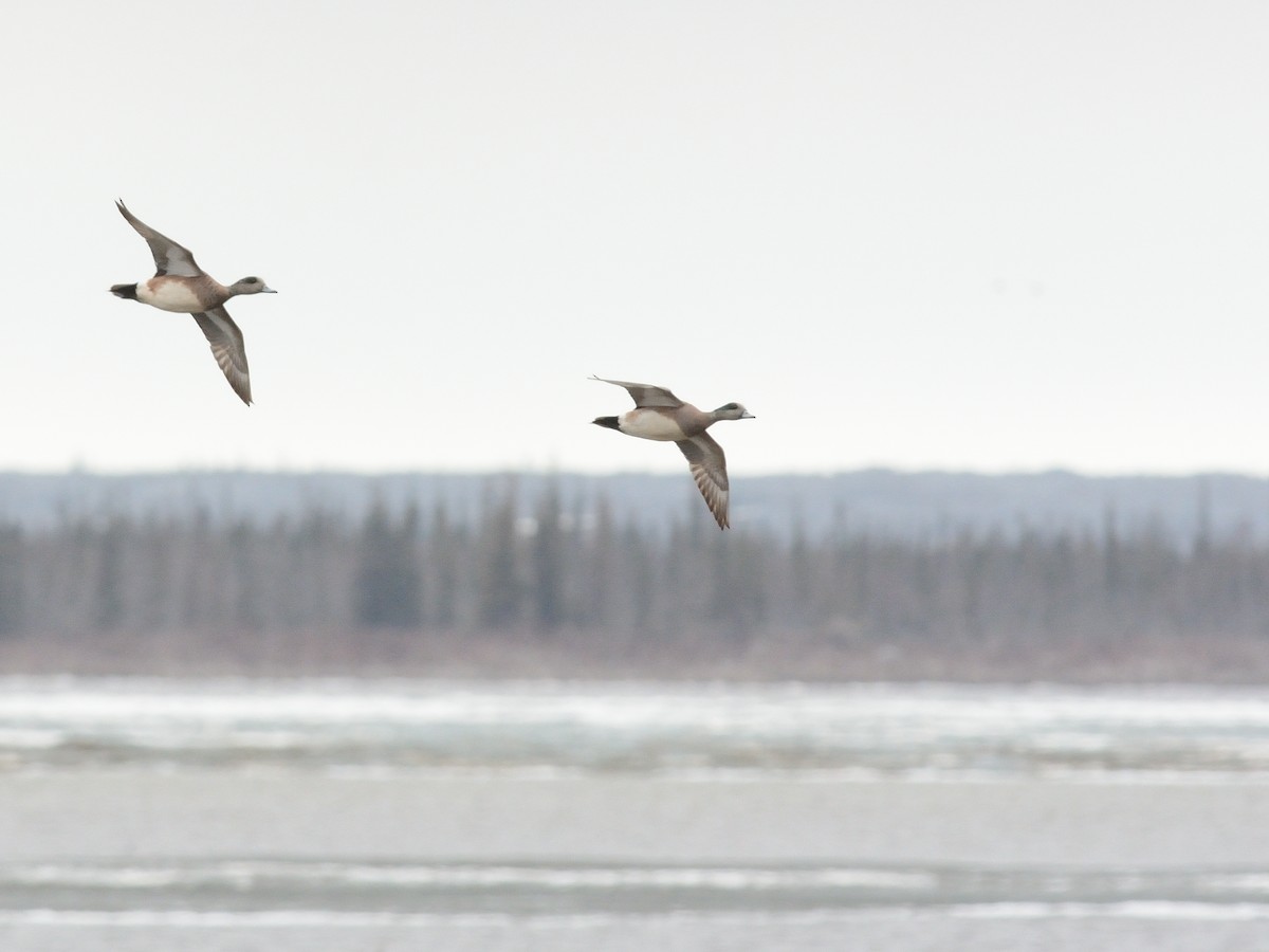 American Wigeon - ML619780754