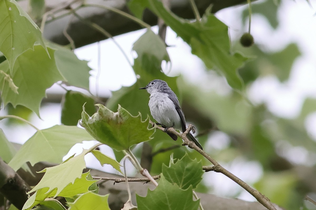 Blue-gray Gnatcatcher - ML619780756