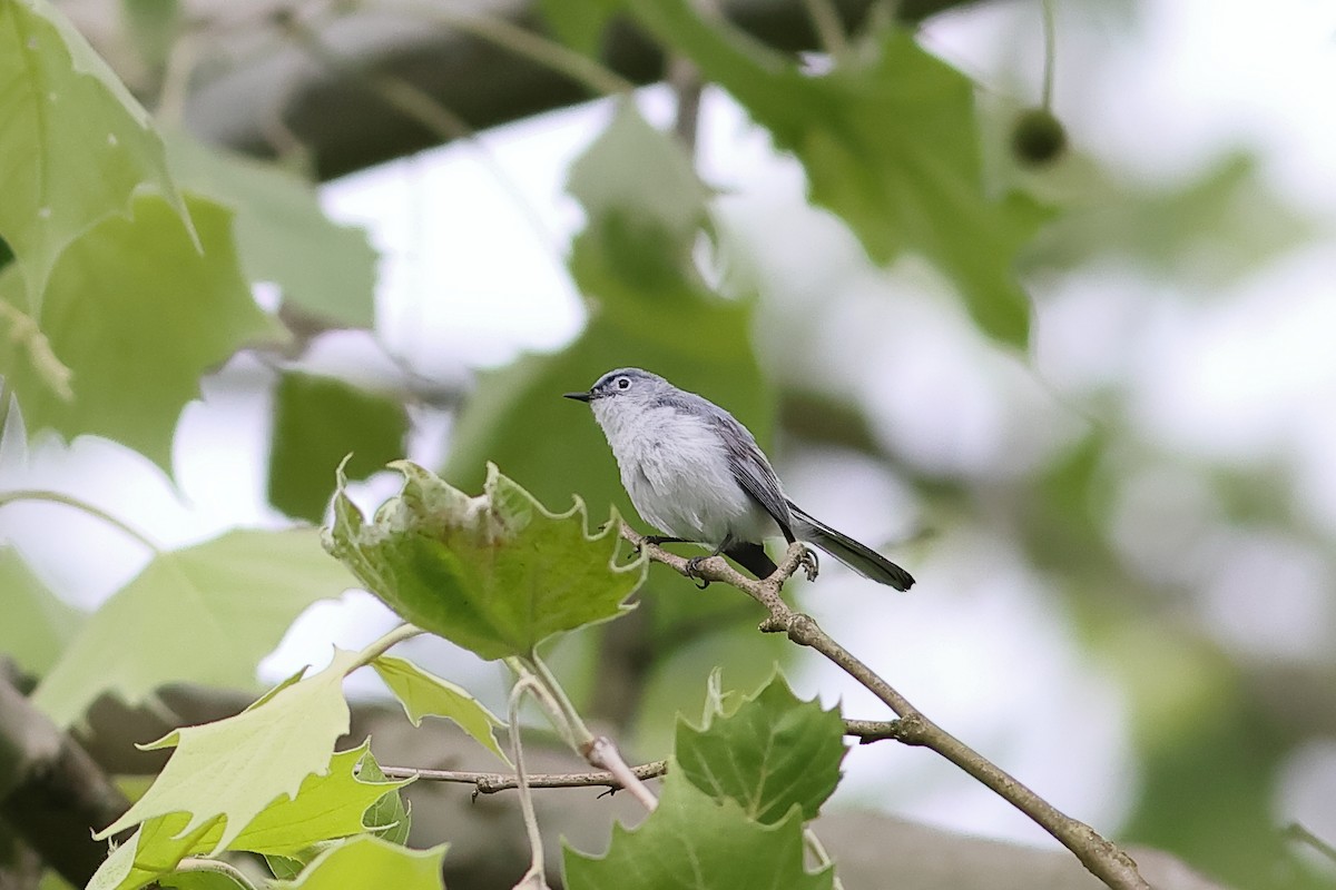 Blue-gray Gnatcatcher - ML619780757