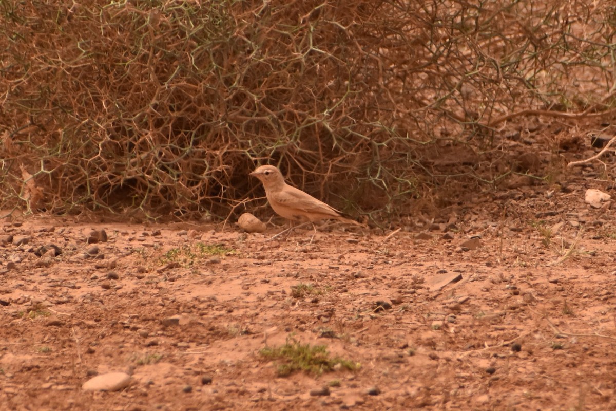 Bar-tailed Lark - ML619780781