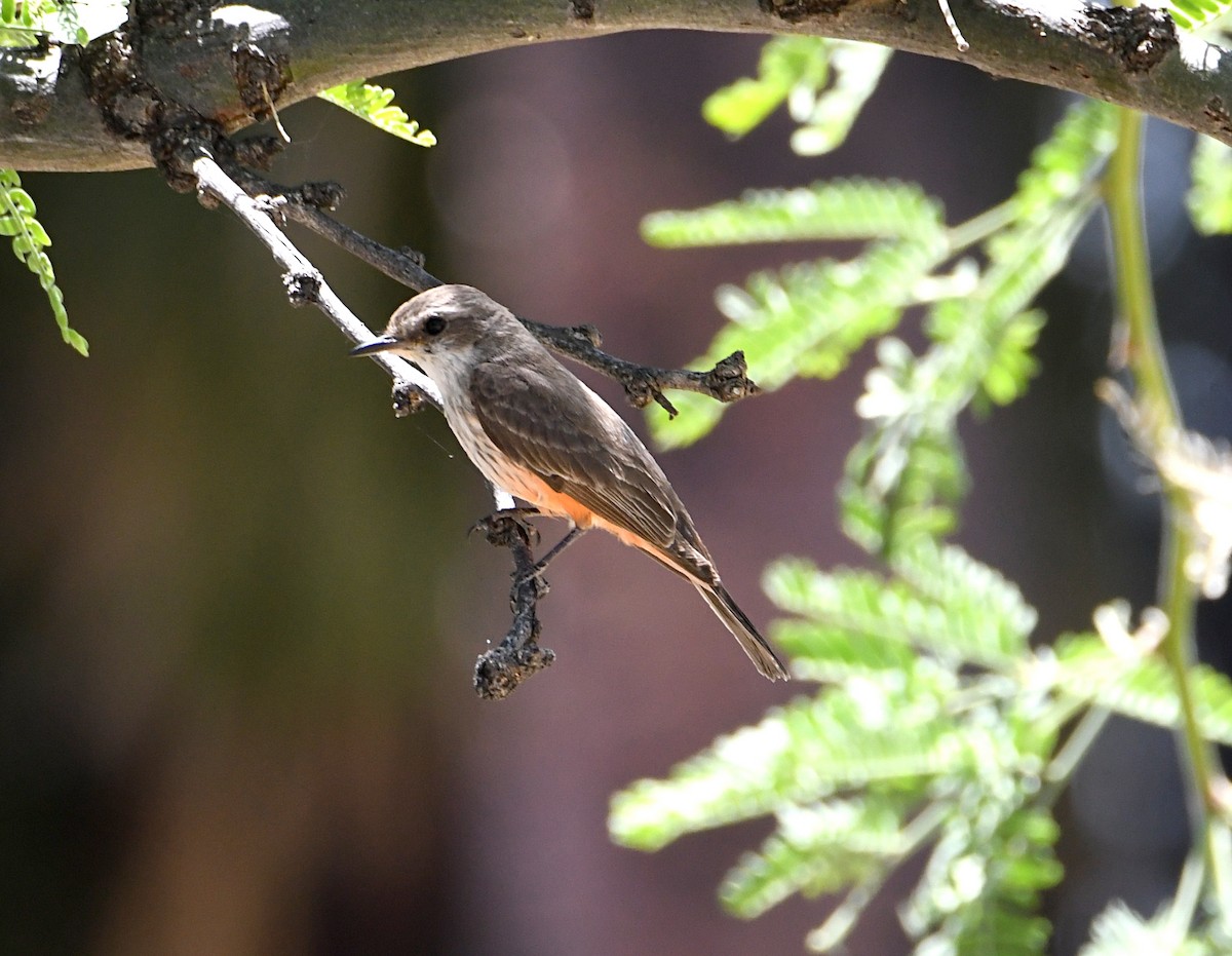 Vermilion Flycatcher - ML619780805