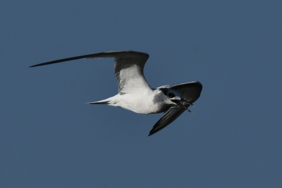 Sandwich Tern - ML619780809