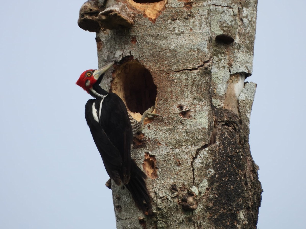 Crimson-crested Woodpecker - ML619780836