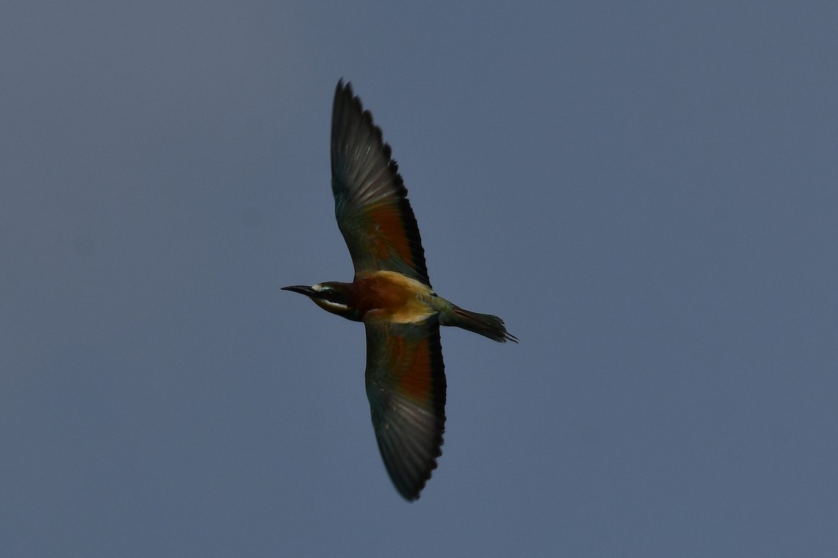 European Bee-eater - ML619780843