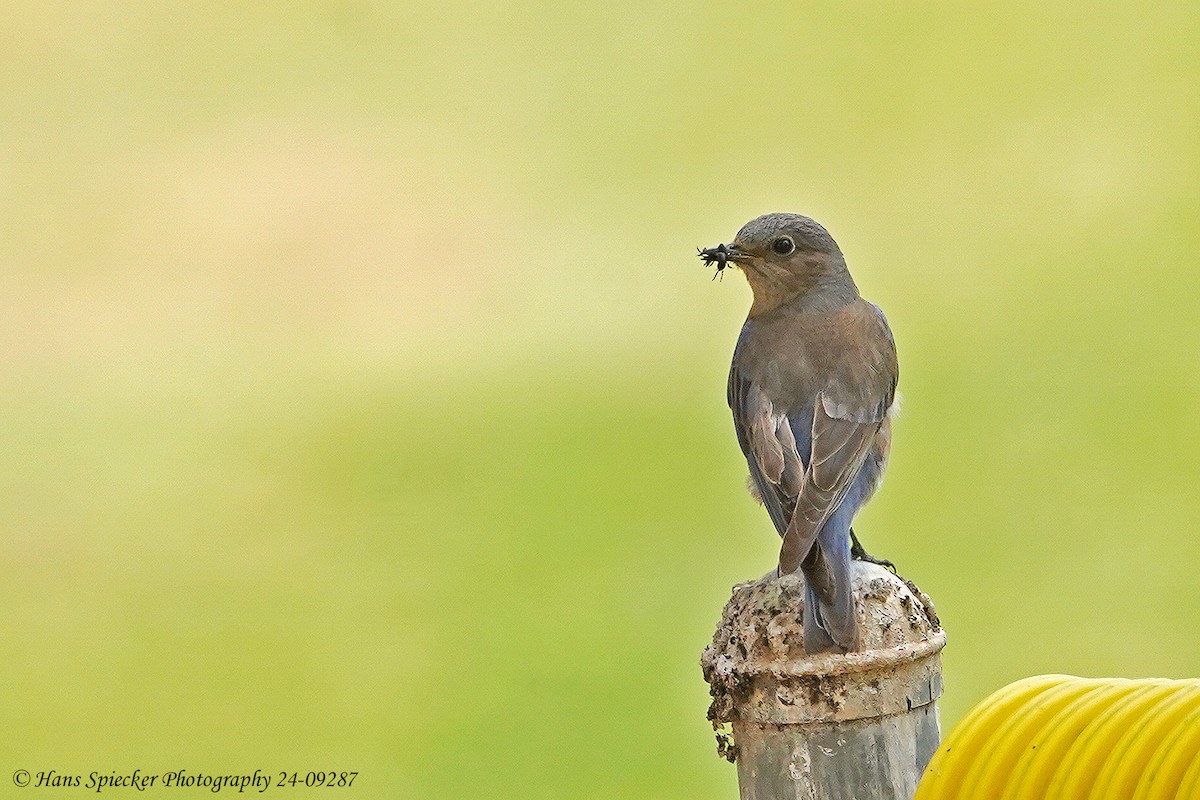 Western Bluebird - ML619780850