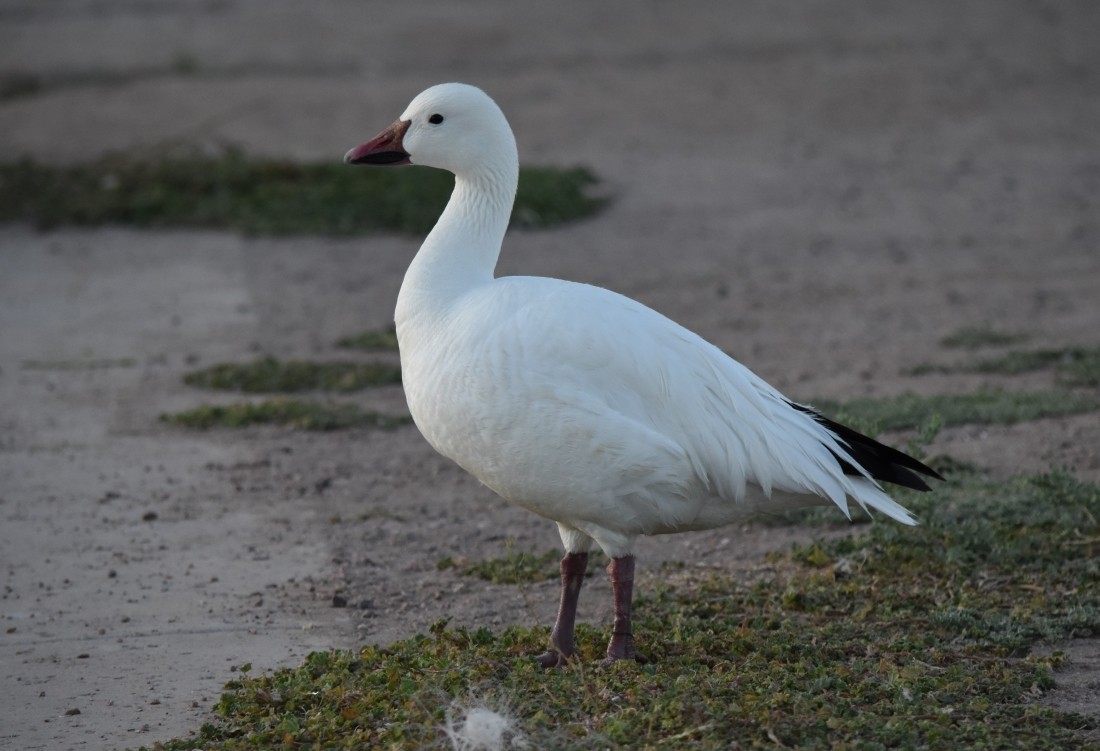 Snow Goose - ML619780858