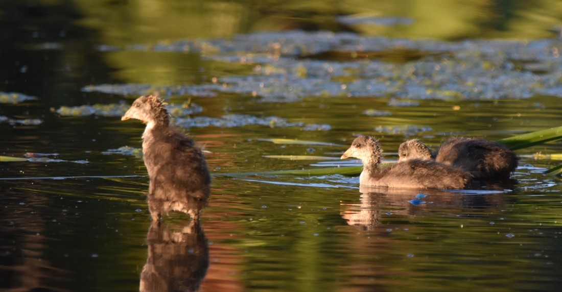 American Coot - ML619780864